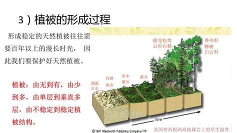 植被 意思|植被的解释